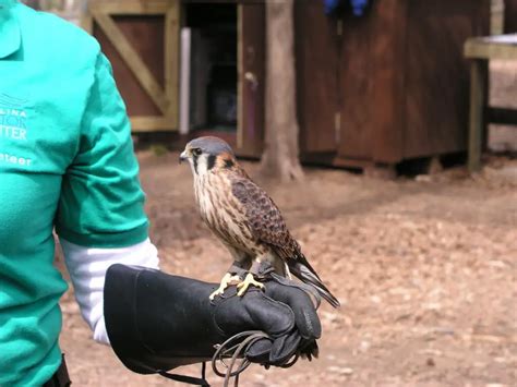 how hard is the falconry test|falconry quiz.